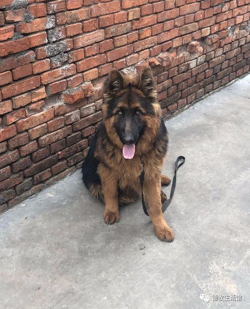 如何养殖狼狗以促进其健康成长与强壮体魄？