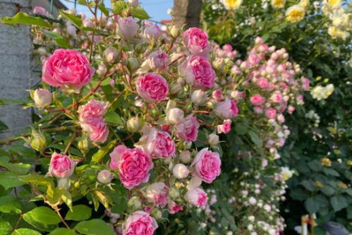 月季施肥大揭秘：南阳市中心城区月季施肥记