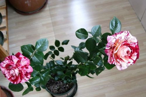 蒲包花的习性揭秘