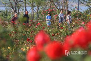 南湖公园月季花海