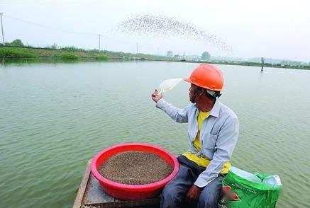 龙虾养殖度夏，需注意水温、饲料、水质等