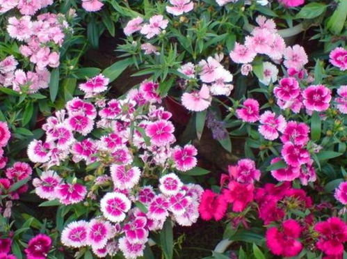 草本花卉种植小贴士