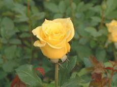 月季修剪，让花开得geng灿烂