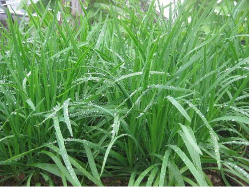 矮麦冬种植的繁育方法