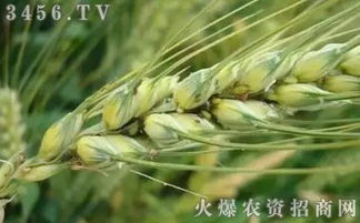 甲维氟铃脲打小麦高温天虫害防治，用量多少最合适？