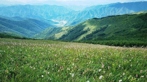 鲁南滕州， 枣庄，郯城，临沂等地大规模种植