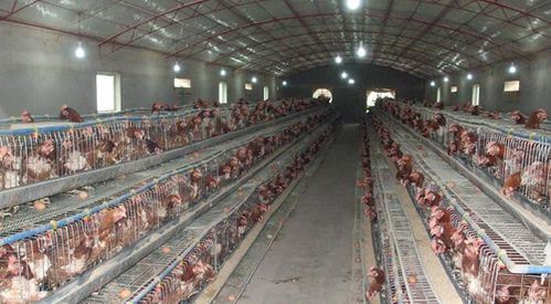 鸡饲料中锌含量超标会对鸡产生哪些具体的不良影响？