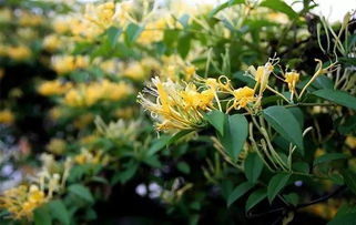 红色金银花为什么不能四季开花？它的开花特点是什么