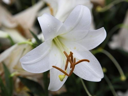 冬季百合花养护攻略，科学养花秘诀！