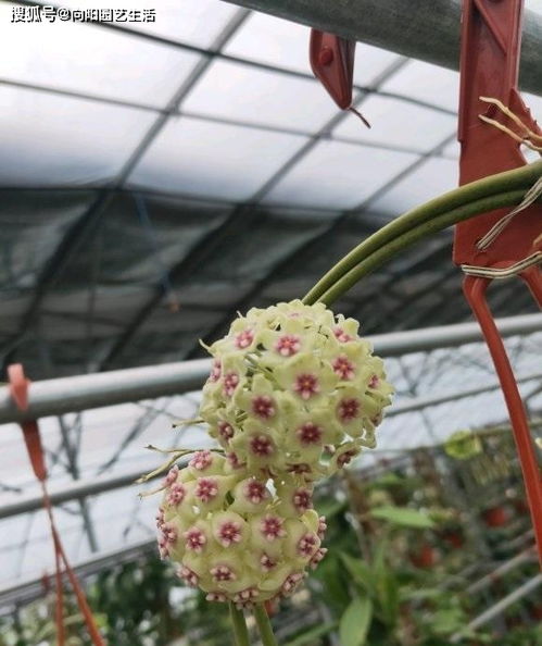 球兰不开花？养护方法出了问题吗