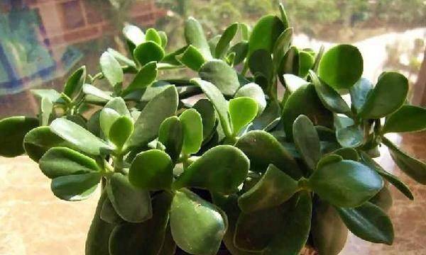 龙骨汁液毒性大吗？室内养护龙骨植物需要注意哪些事项以避免中毒