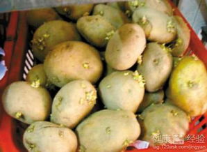 银杏果怎么吃才安全？这样做避免食物中毒