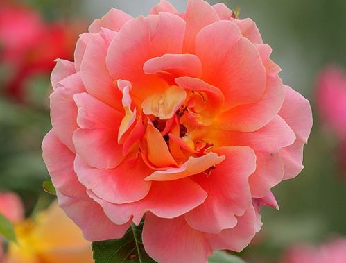 月季花：美丽不娇气