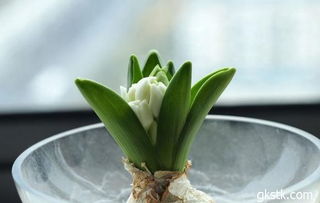 风信子种球储存的重要性