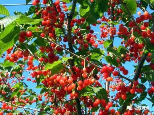 冷冻种子， 关键在于怎么冻