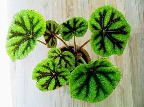 铁十字秋海棠价格之谜， 揭秘选购指南