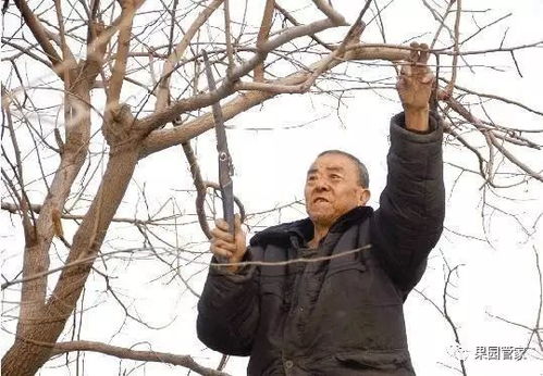 柿子树夏季修剪，旨在促进通风透光