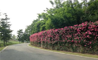 1. 月季花坛的打造