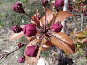 海棠叶子红得像火烧