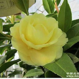 茶花正黄旗，如何养护才能绽放出最耀眼的光芒