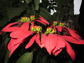 圣诞花：猩猩木的由来