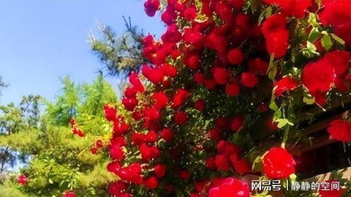 南五味子的特点