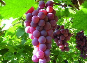 苯醚甲环唑：葡萄旺长的克星？