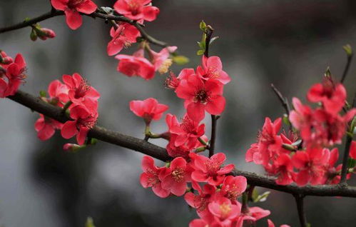 杏树的开花顺序