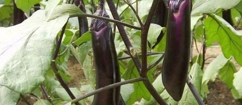 种植茄子最适合使用哪种肥料？