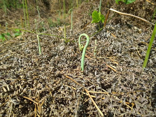 晚采代价高，损失不容忽视