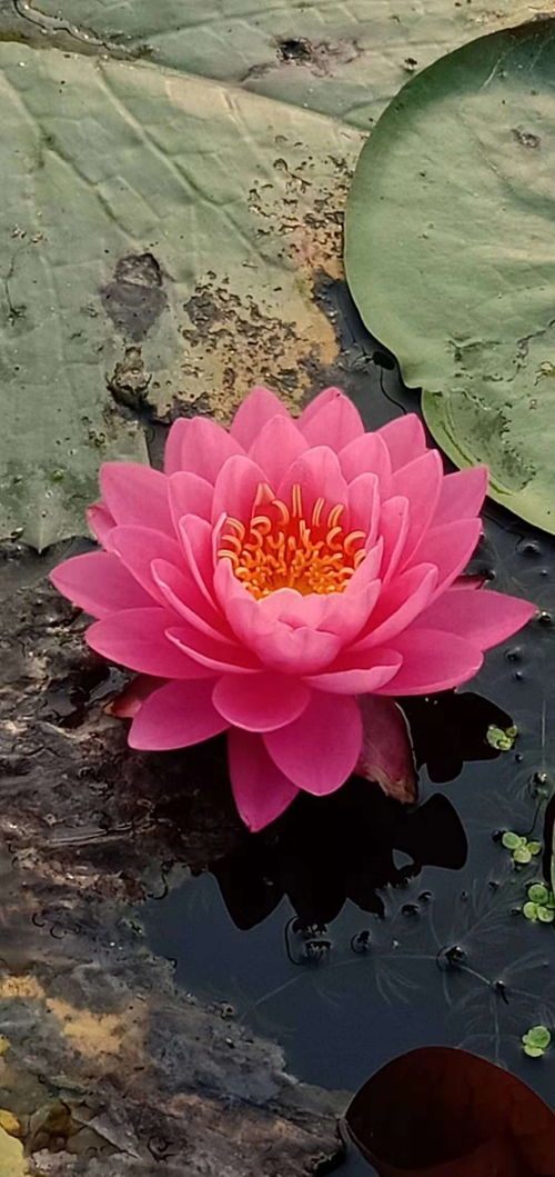 睡莲种植的四个季节者阝行