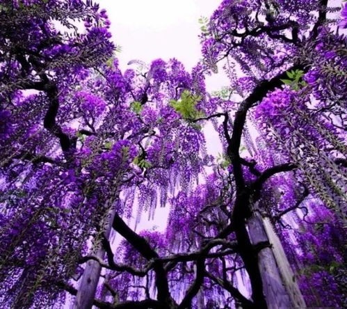 紫藤萝的奇妙之旅