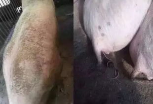 如何通过观察判断猪是否感染寄生虫