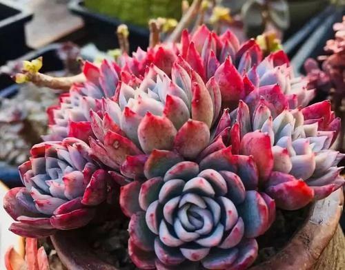 浇水技巧：小口慢饮