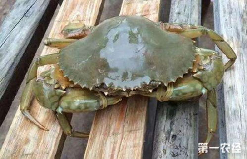 青蟹死亡处理指南：如何安全处置已死青蟹？