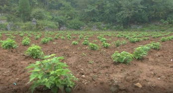 构树的多种用途