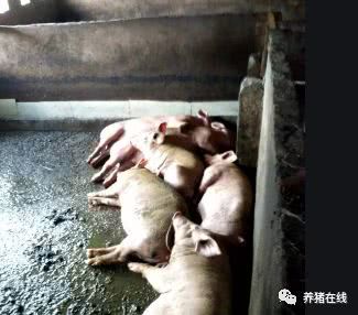 产房母猪腹泻怎么办？预防传染性胃肠炎有妙招