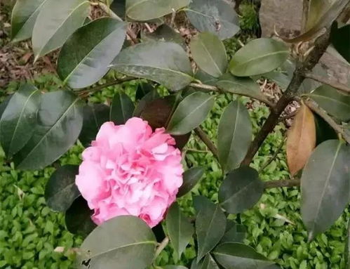 Word盆栽山茶花的养殖方法