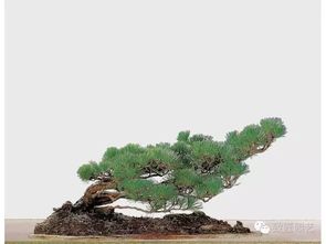 那具体换盆流程是啥呢？让我给你细细道来