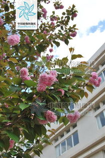 绿化工程中的花种大揭秘