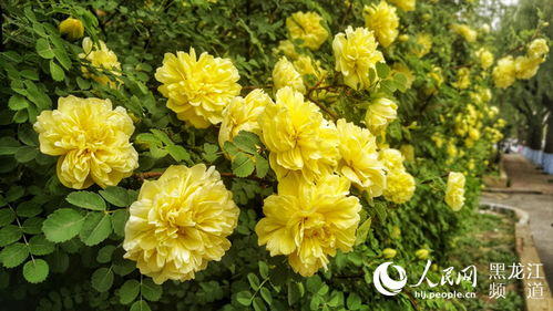 花卉生长中常见的害虫防治小窍门