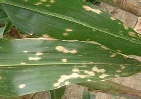 恶霉灵对有机肥有影响吗？它能否有效治疗玉米锈病？