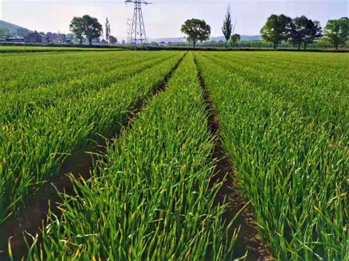 秋播和春播，你选哪个？