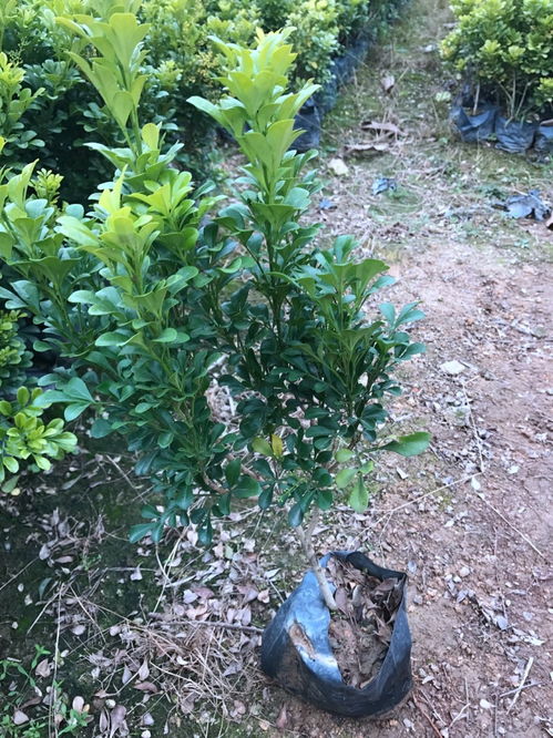 米兰花认识几年苗？它背后的秘密是什么
