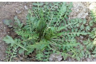 推荐几种亲测好养的草本植物