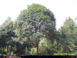 苗木配送，地域影响成本