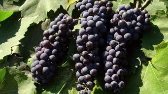 百菌清：葡萄病害的克星？