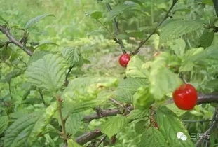 新手必看：毛樱桃病害防治与种植技巧大揭秘！