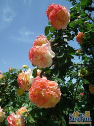 二、营养生长时期：生命的Neng量积累