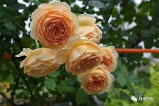 如何养护月季花